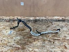 Kia Stinger 18-24 Oem Automatic Transmission Oil Cooler Line Rwd 3.3L Assembly Used. Price: $99.95.