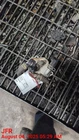 Transmission Oil Cooler Oem 2020 Honda Pilot 1YR Wrnty 255605B7A01 Used. Price: $100.00.