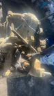 08 09 10 11 Ford Focus Transmission Assy 2.0L Used. Price: $469.00.
